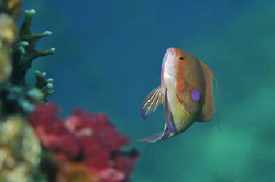 Male Anthias swimming above a Red Sea reef by Paul Colley 